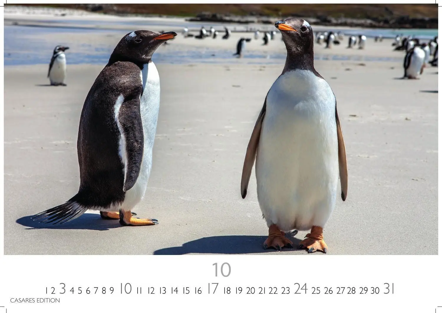 Bild: 9781835247716 | Pinguine Kalender 2027 - Wandkalender Fotokalender Tierkalender...