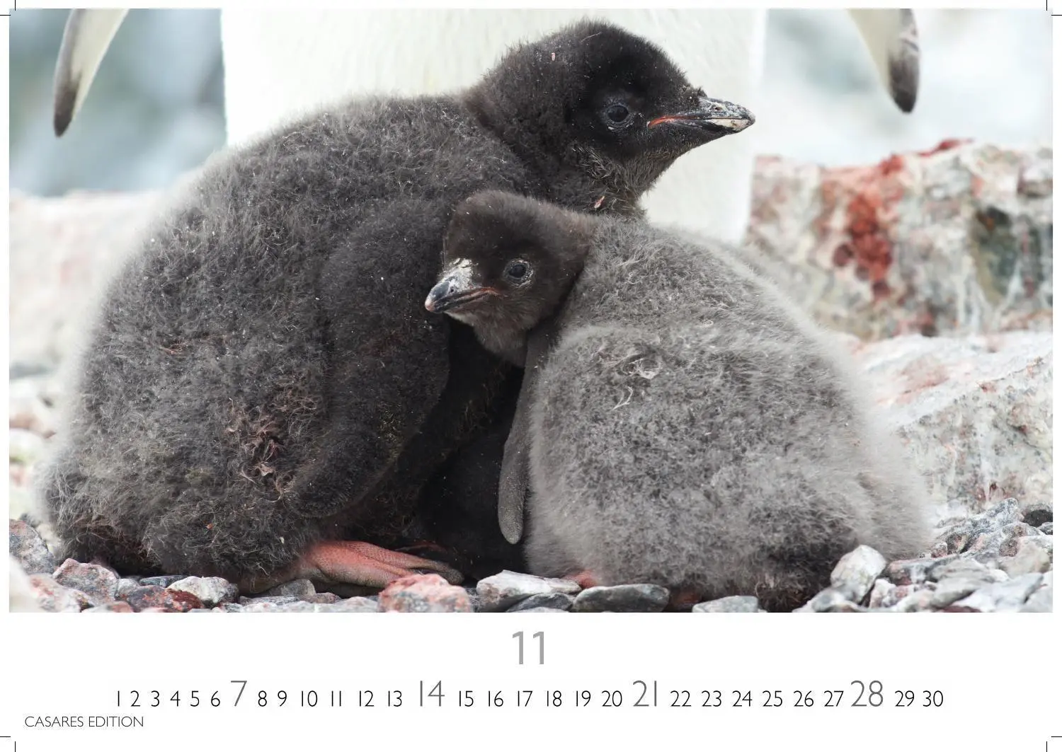 Bild: 9781835247716 | Pinguine Kalender 2027 - Wandkalender Fotokalender Tierkalender...