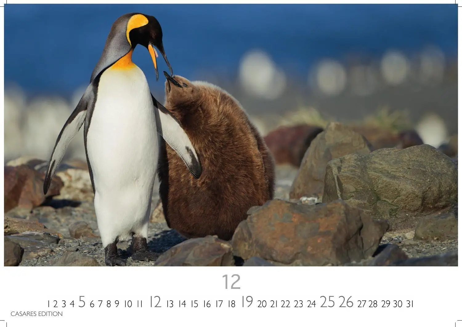 Bild: 9781835247716 | Pinguine Kalender 2027 - Wandkalender Fotokalender Tierkalender...