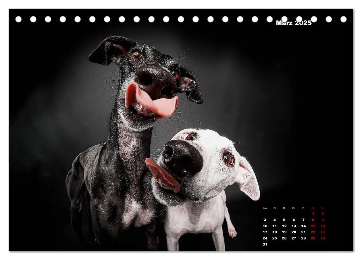 Bild: 9783435227716 | Die Stimme der Windhunde (Tischkalender 2025 DIN A5 quer), CALVENDO...