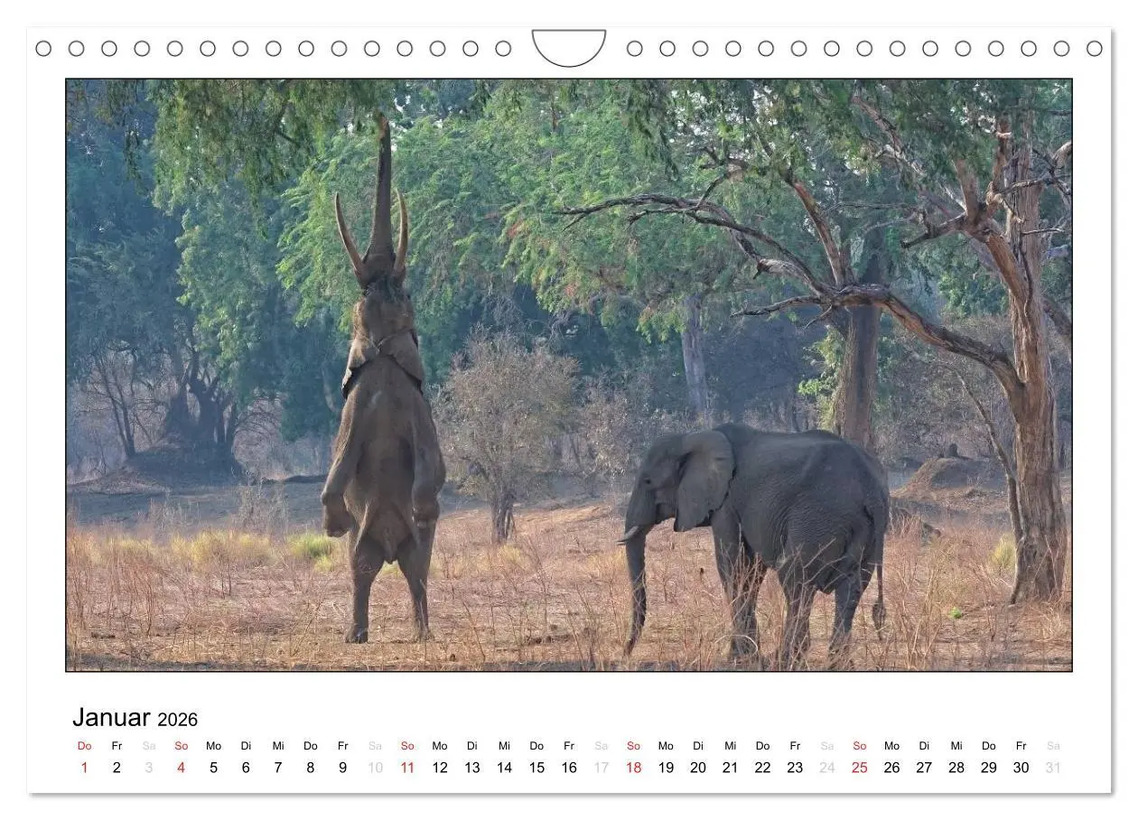 Bild: 9783516197716 | Afrikanische Elefanten (Wandkalender 2026 DIN A4 quer), CALVENDO...