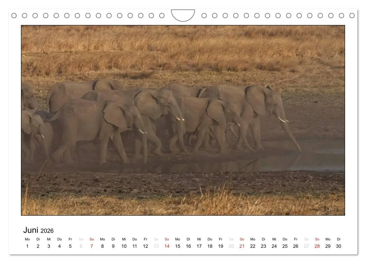 Bild: 9783516197716 | Afrikanische Elefanten (Wandkalender 2026 DIN A4 quer), CALVENDO...