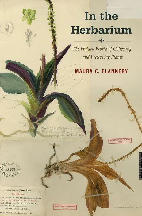 Cover: 9780300247916 | In the Herbarium | Maura C Flannery | Buch | Gebunden | Englisch