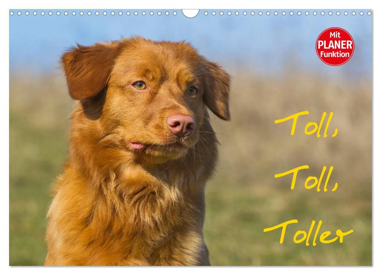 Cover: 9783516007916 | Toll, toll, Toller (Wandkalender 2026 DIN A3 quer), CALVENDO...