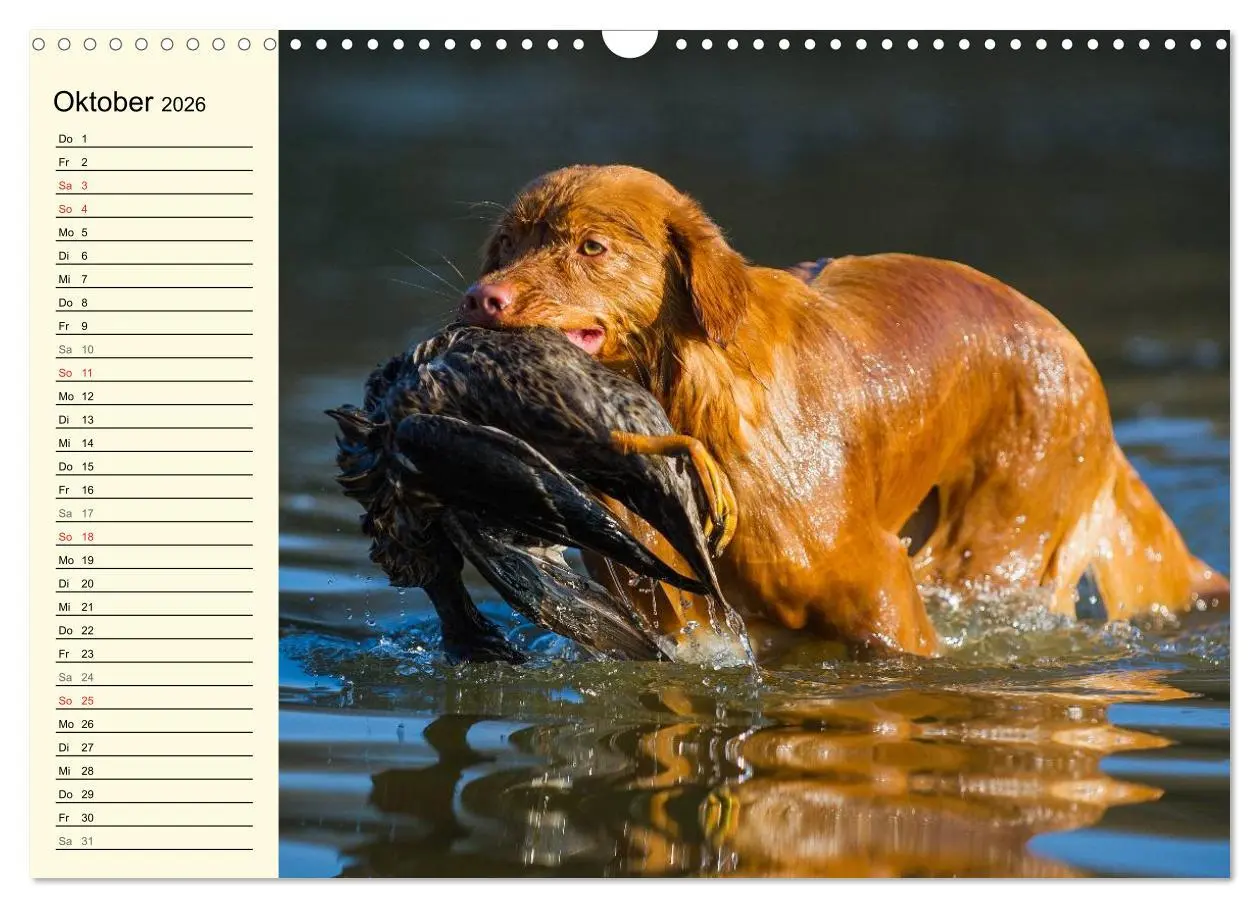 Bild: 9783516007916 | Toll, toll, Toller (Wandkalender 2026 DIN A3 quer), CALVENDO...