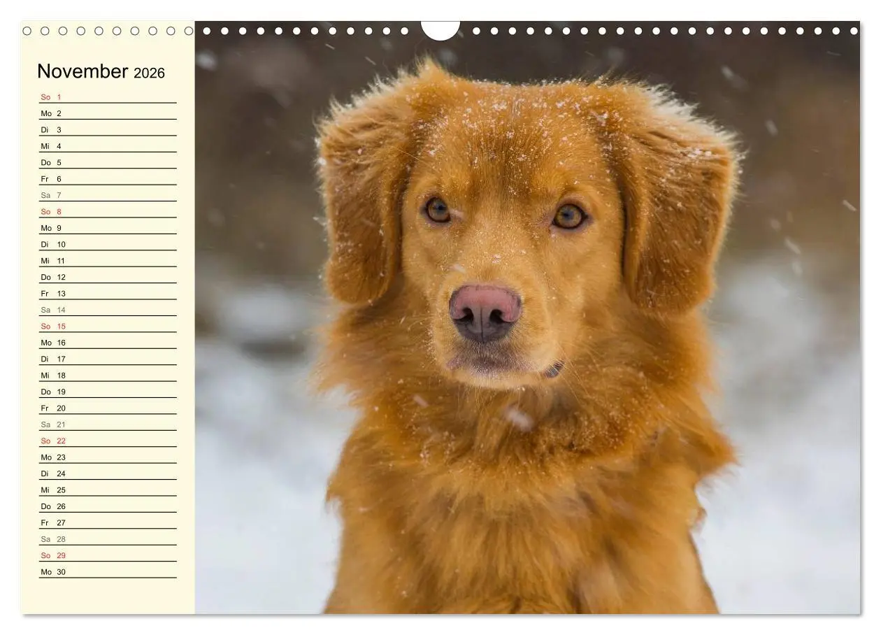 Bild: 9783516007916 | Toll, toll, Toller (Wandkalender 2026 DIN A3 quer), CALVENDO...