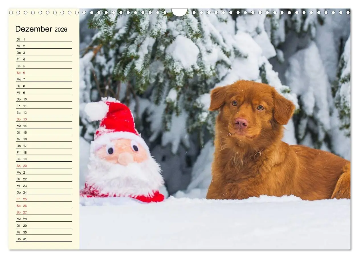 Bild: 9783516007916 | Toll, toll, Toller (Wandkalender 2026 DIN A3 quer), CALVENDO...