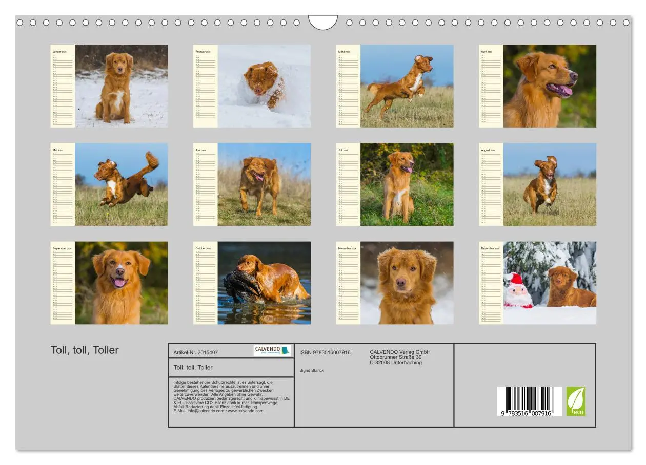Bild: 9783516007916 | Toll, toll, Toller (Wandkalender 2026 DIN A3 quer), CALVENDO...