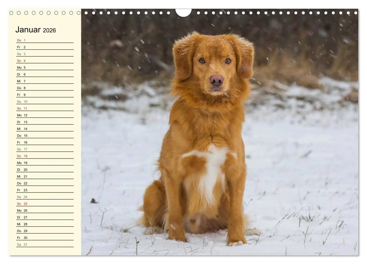Bild: 9783516007916 | Toll, toll, Toller (Wandkalender 2026 DIN A3 quer), CALVENDO...