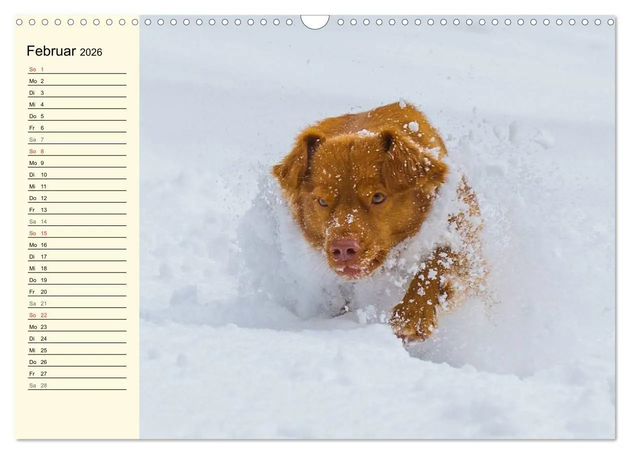 Bild: 9783516007916 | Toll, toll, Toller (Wandkalender 2026 DIN A3 quer), CALVENDO...