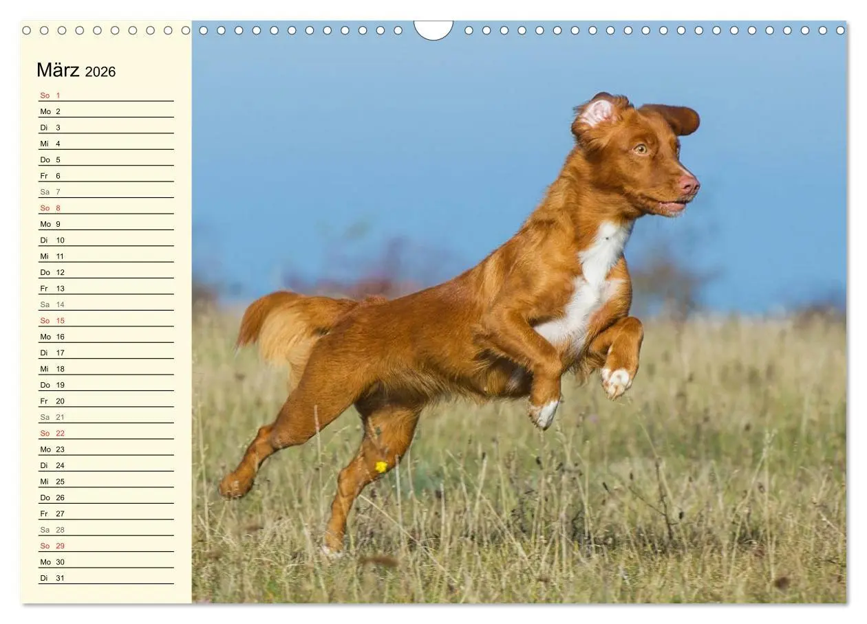 Bild: 9783516007916 | Toll, toll, Toller (Wandkalender 2026 DIN A3 quer), CALVENDO...