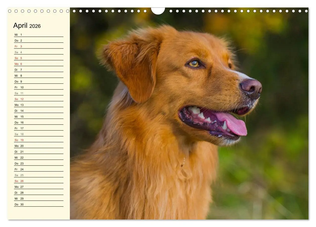Bild: 9783516007916 | Toll, toll, Toller (Wandkalender 2026 DIN A3 quer), CALVENDO...