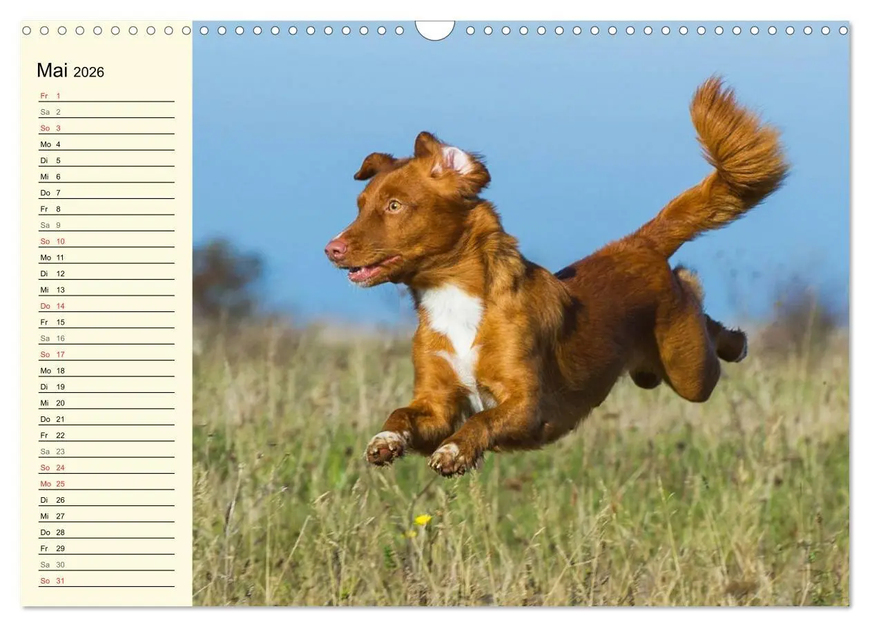 Bild: 9783516007916 | Toll, toll, Toller (Wandkalender 2026 DIN A3 quer), CALVENDO...