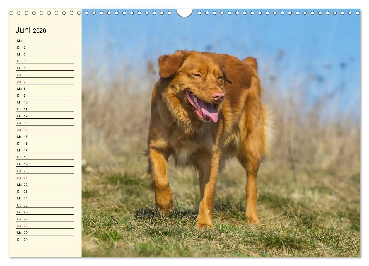 Bild: 9783516007916 | Toll, toll, Toller (Wandkalender 2026 DIN A3 quer), CALVENDO...
