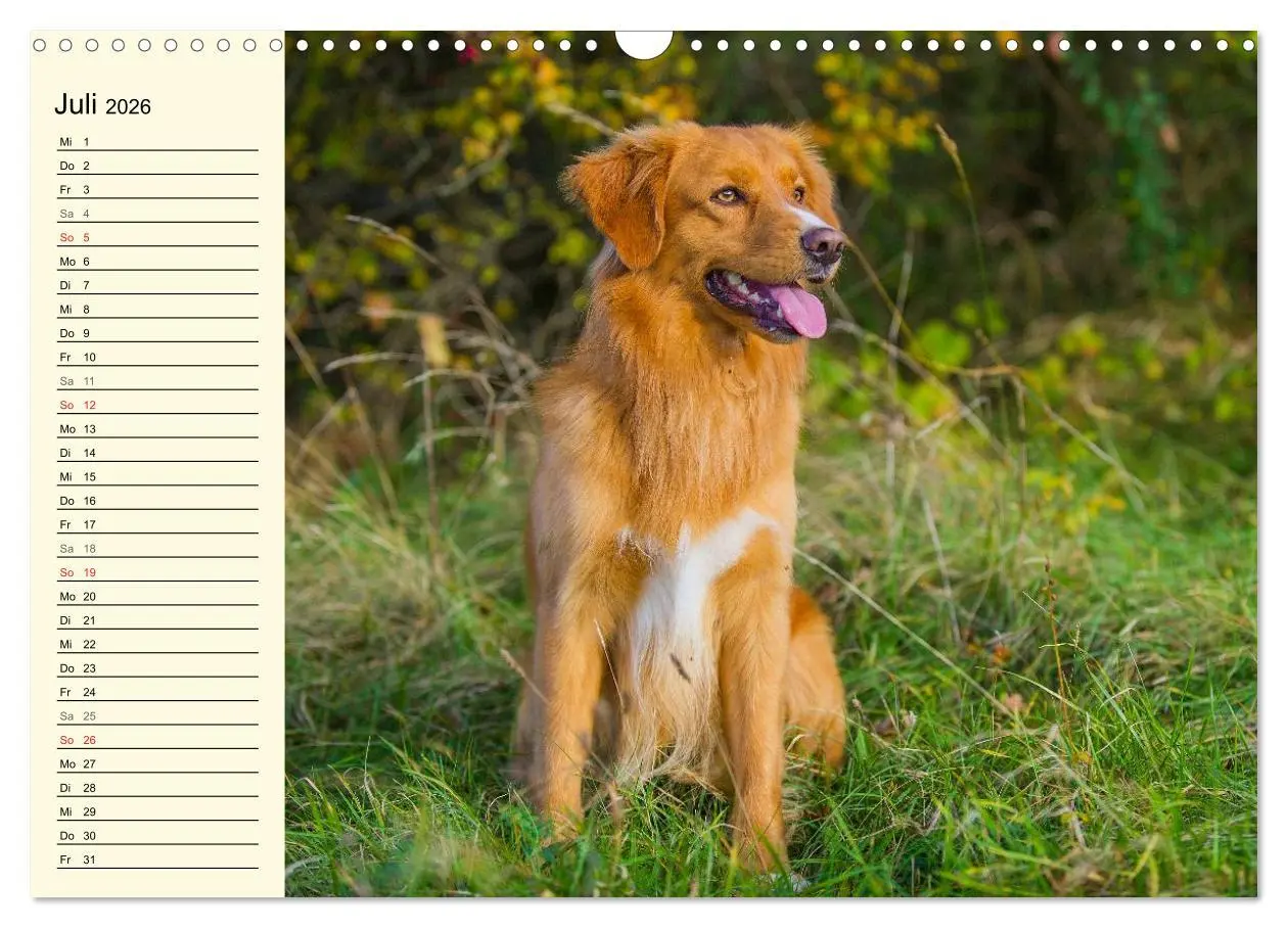 Bild: 9783516007916 | Toll, toll, Toller (Wandkalender 2026 DIN A3 quer), CALVENDO...