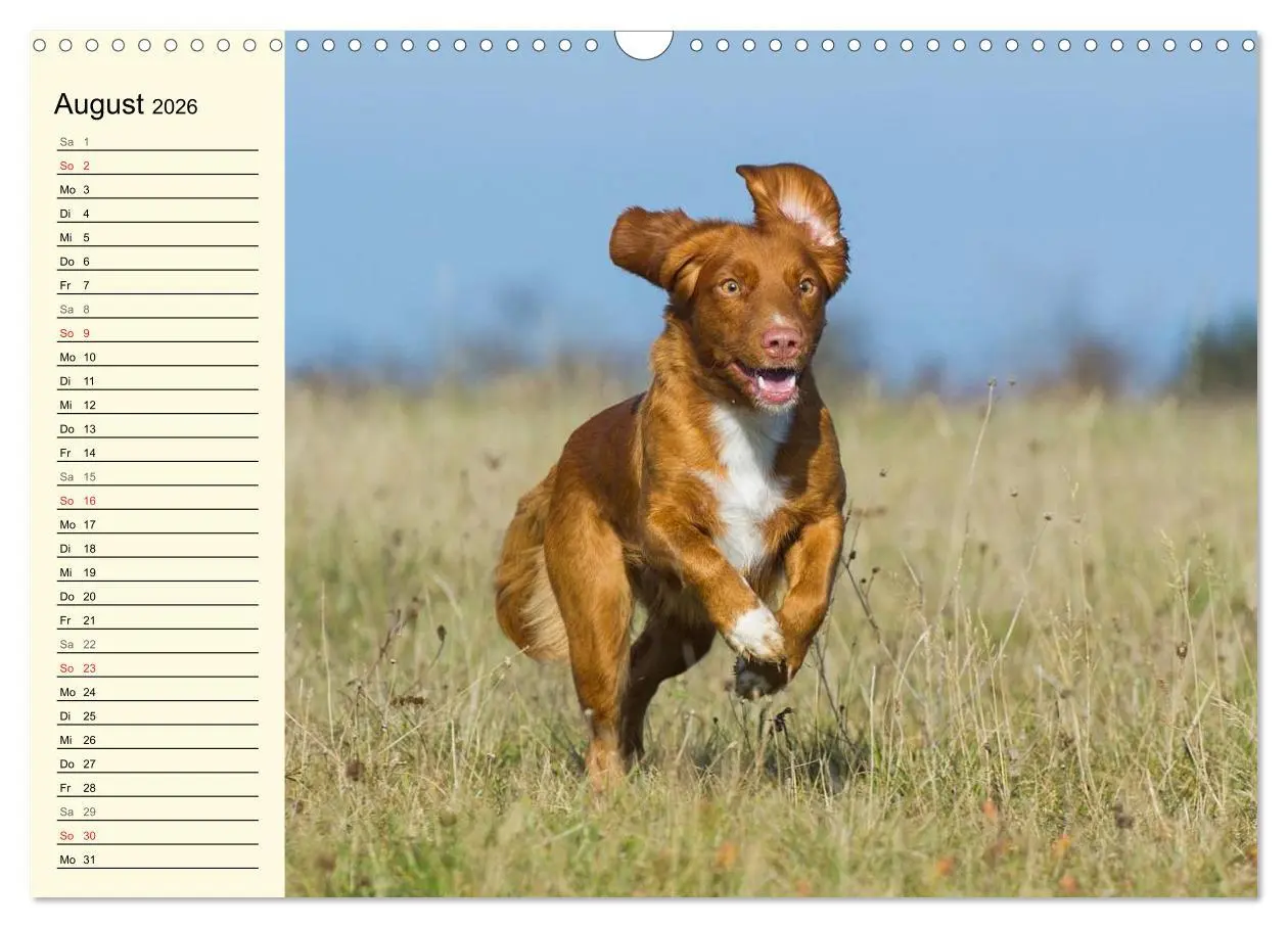 Bild: 9783516007916 | Toll, toll, Toller (Wandkalender 2026 DIN A3 quer), CALVENDO...