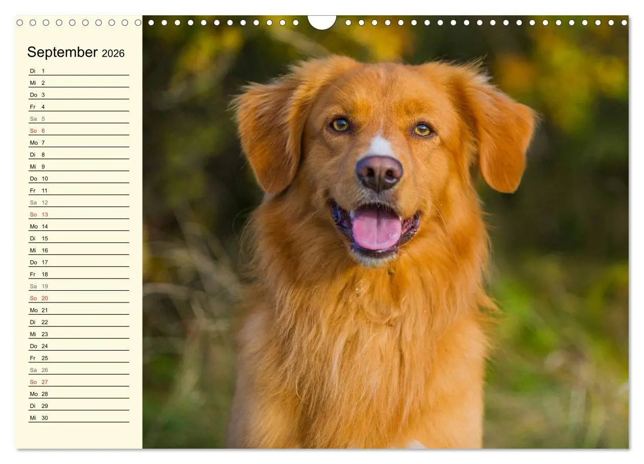 Bild: 9783516007916 | Toll, toll, Toller (Wandkalender 2026 DIN A3 quer), CALVENDO...