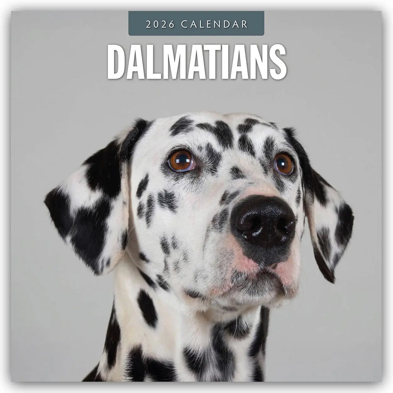 Cover: 9781804428016 | Dalmatians 2026 Square Wall Calendar | Red Robin | Taschenbuch | 14 S.