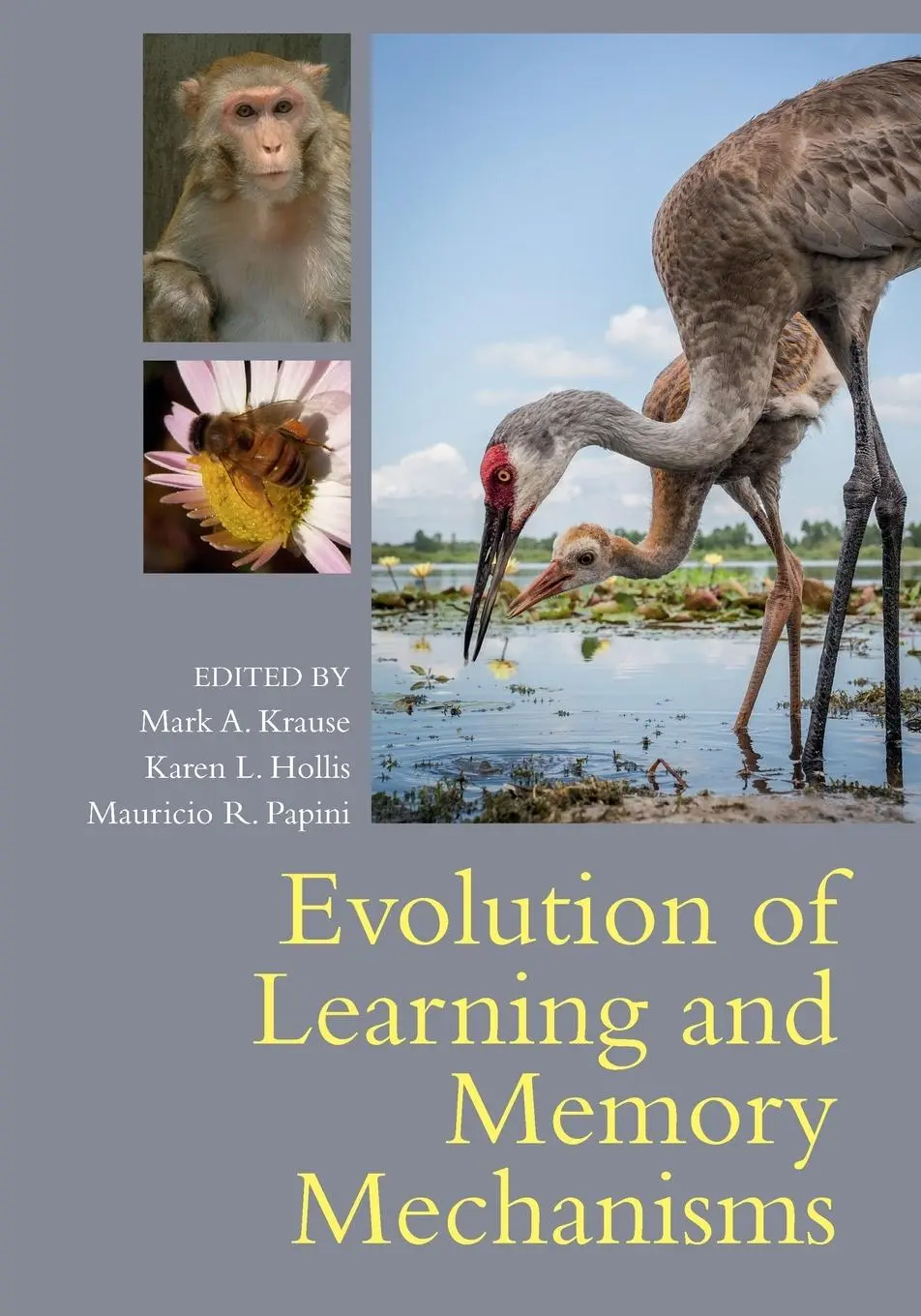 Cover: 9781108738316 | Evolution of Learning and Memory Mechanisms | Mark A. Krause (u. a.)