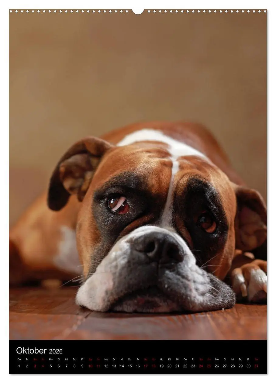 Bild: 9783516418316 | Boxer - Charmante Charakterköpfe (hochwertiger Premium Wandkalender...