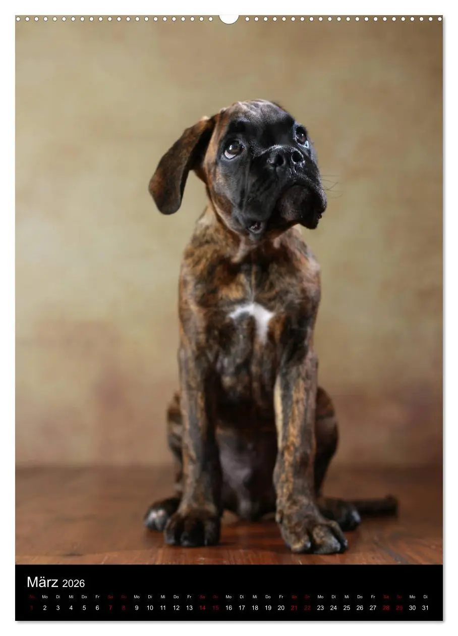 Bild: 9783516418316 | Boxer - Charmante Charakterköpfe (hochwertiger Premium Wandkalender...