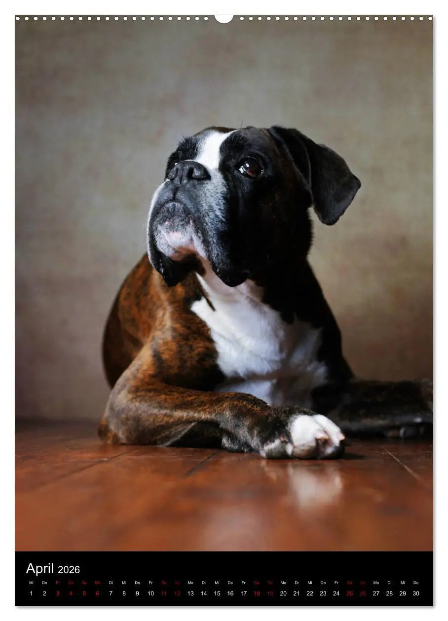 Bild: 9783516418316 | Boxer - Charmante Charakterköpfe (hochwertiger Premium Wandkalender...