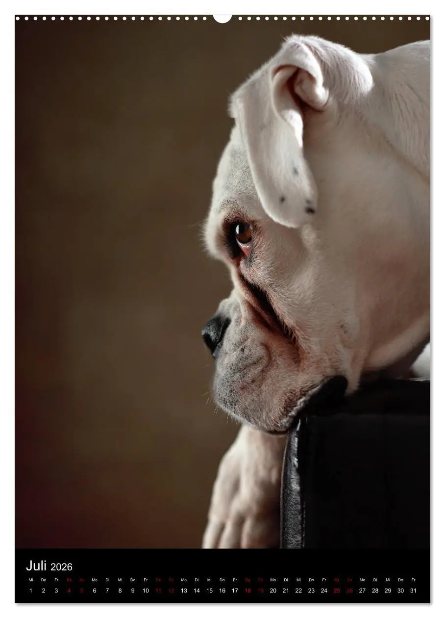 Bild: 9783516418316 | Boxer - Charmante Charakterköpfe (hochwertiger Premium Wandkalender...