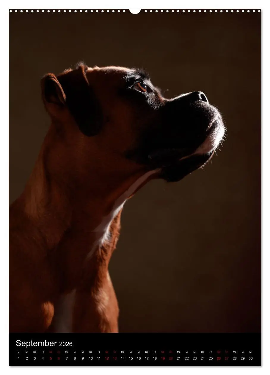Bild: 9783516418316 | Boxer - Charmante Charakterköpfe (hochwertiger Premium Wandkalender...