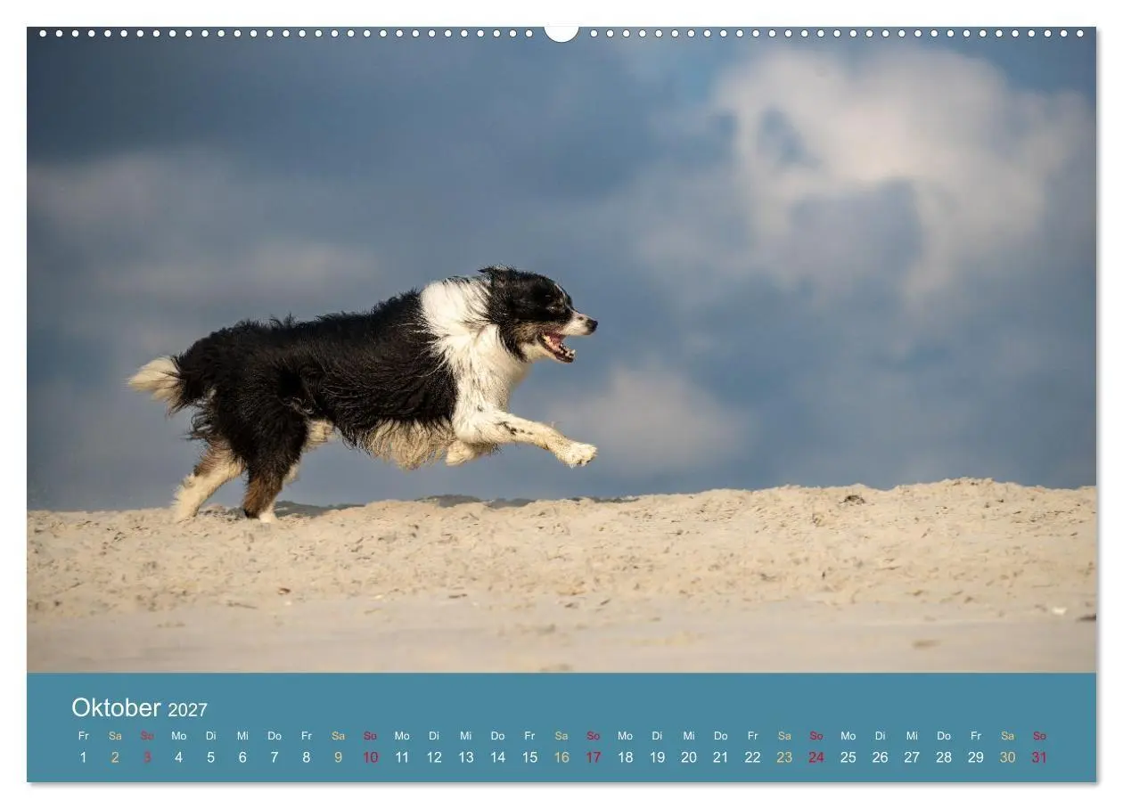 Bild: 9783594178416 | Mit Aussies unterwegs - Die bunte Welt der Australian Shepherds...