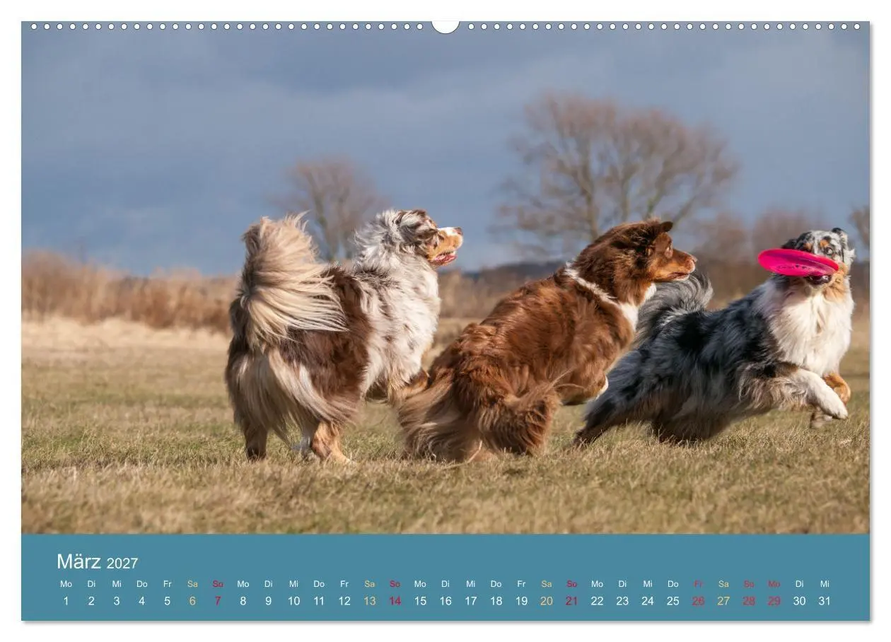 Bild: 9783594178416 | Mit Aussies unterwegs - Die bunte Welt der Australian Shepherds...