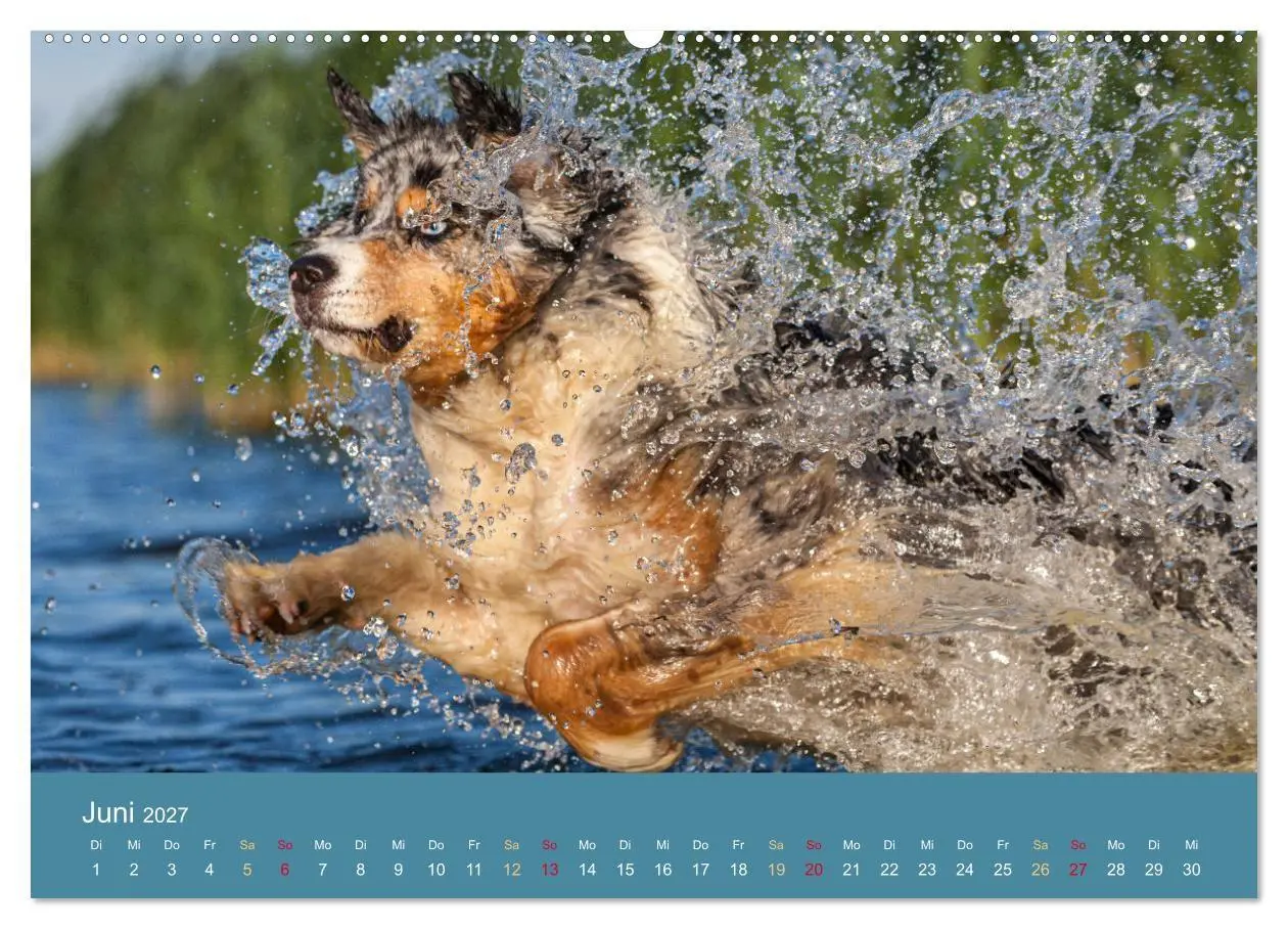 Bild: 9783594178416 | Mit Aussies unterwegs - Die bunte Welt der Australian Shepherds...