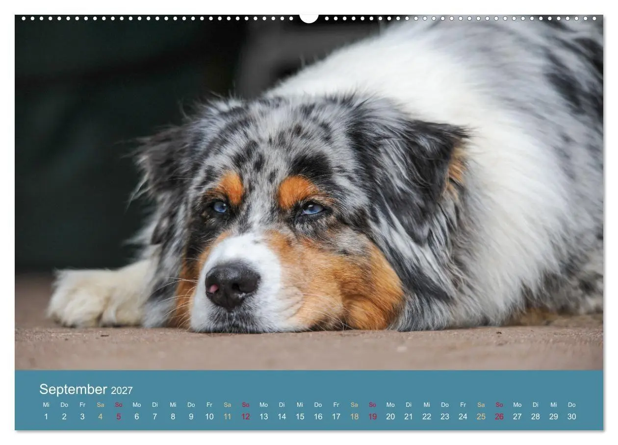 Bild: 9783594178416 | Mit Aussies unterwegs - Die bunte Welt der Australian Shepherds...