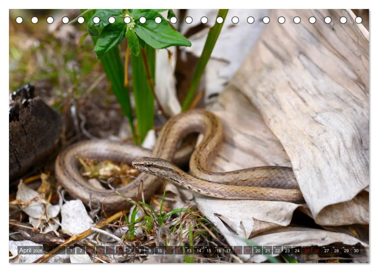 Bild: 9783457928516 | Reptilien auf Madagaskar (Tischkalender 2026 DIN A5 quer), CALVENDO...