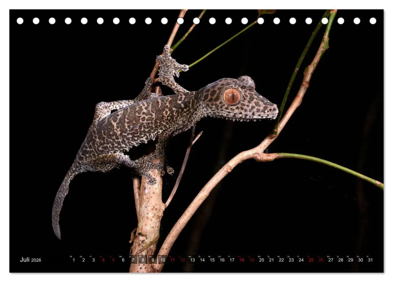 Bild: 9783457928516 | Reptilien auf Madagaskar (Tischkalender 2026 DIN A5 quer), CALVENDO...