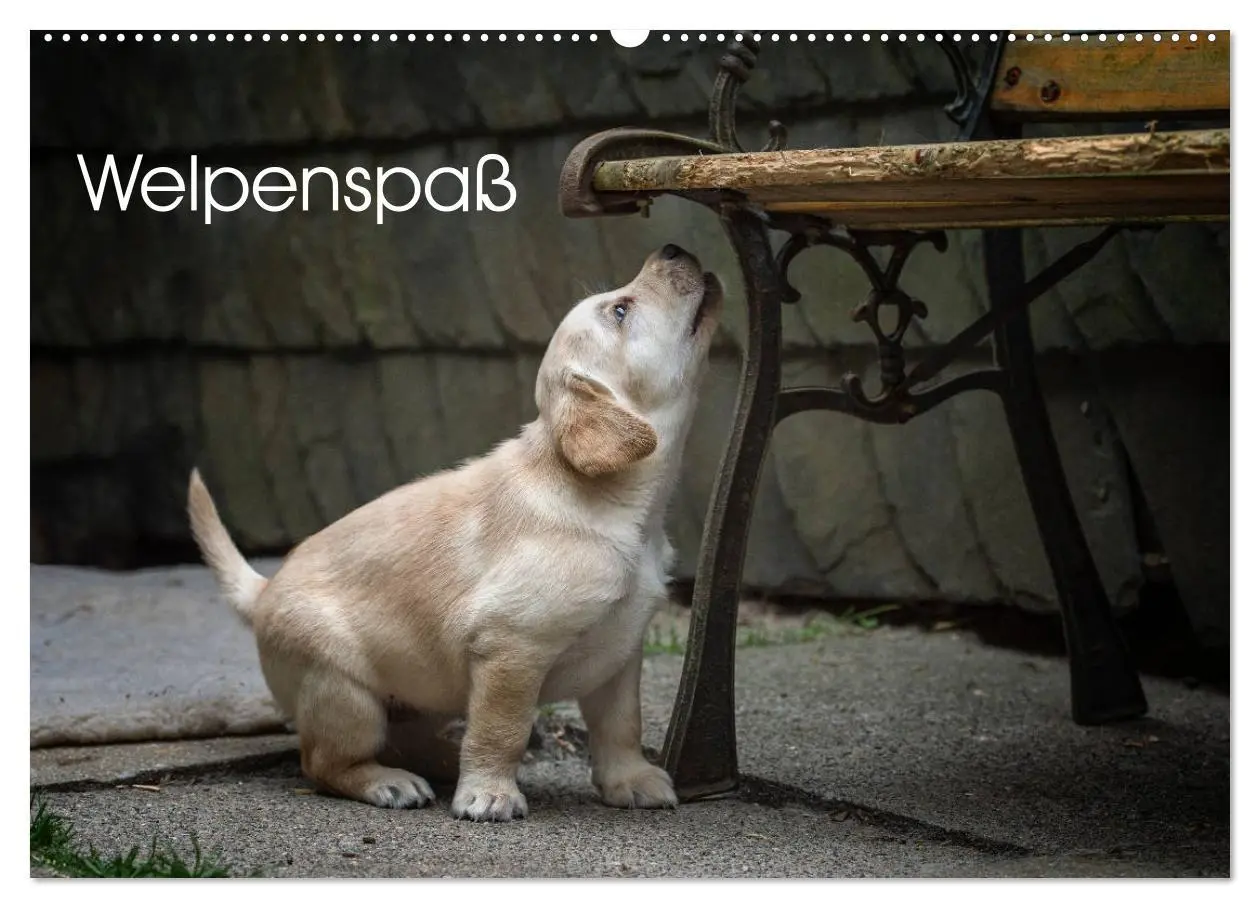 Cover: 9783516188516 | Welpenspaß (Wandkalender 2026 DIN A2 quer), CALVENDO Monatskalender