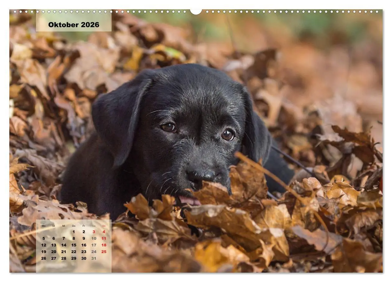 Bild: 9783516188516 | Welpenspaß (Wandkalender 2026 DIN A2 quer), CALVENDO Monatskalender