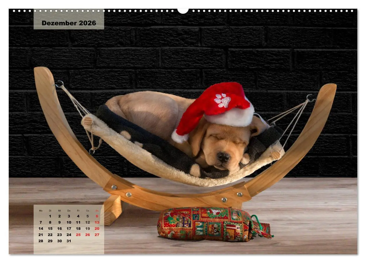 Bild: 9783516188516 | Welpenspaß (Wandkalender 2026 DIN A2 quer), CALVENDO Monatskalender