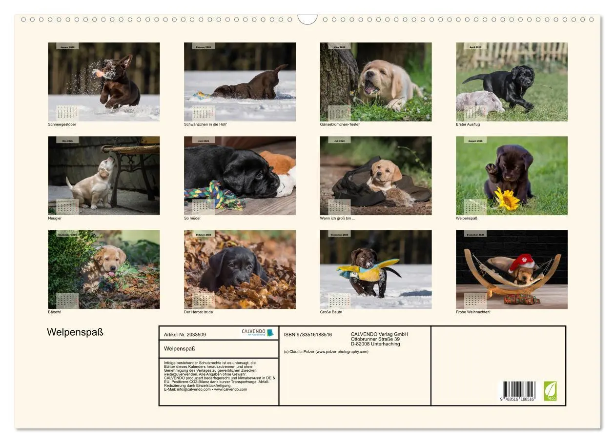 Bild: 9783516188516 | Welpenspaß (Wandkalender 2026 DIN A2 quer), CALVENDO Monatskalender