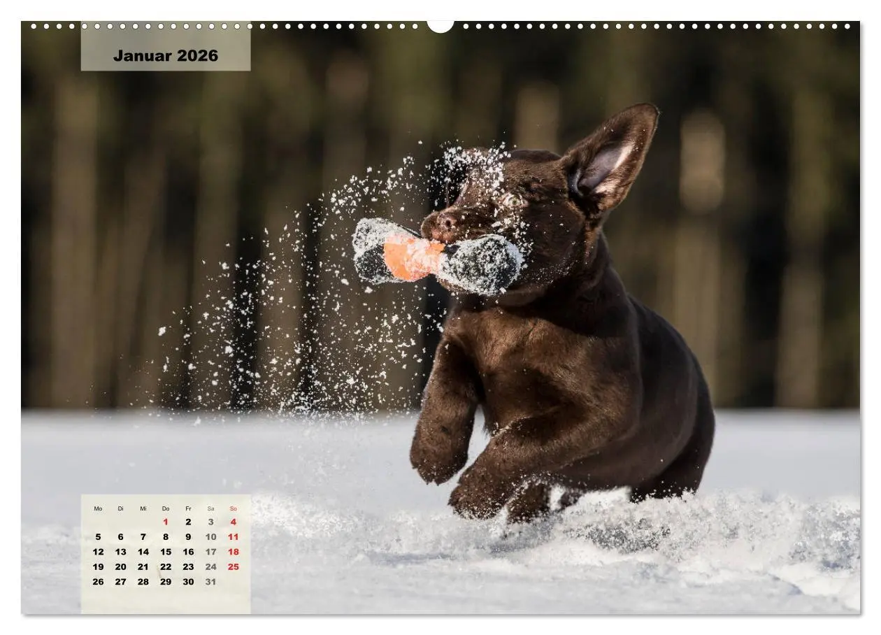 Bild: 9783516188516 | Welpenspaß (Wandkalender 2026 DIN A2 quer), CALVENDO Monatskalender