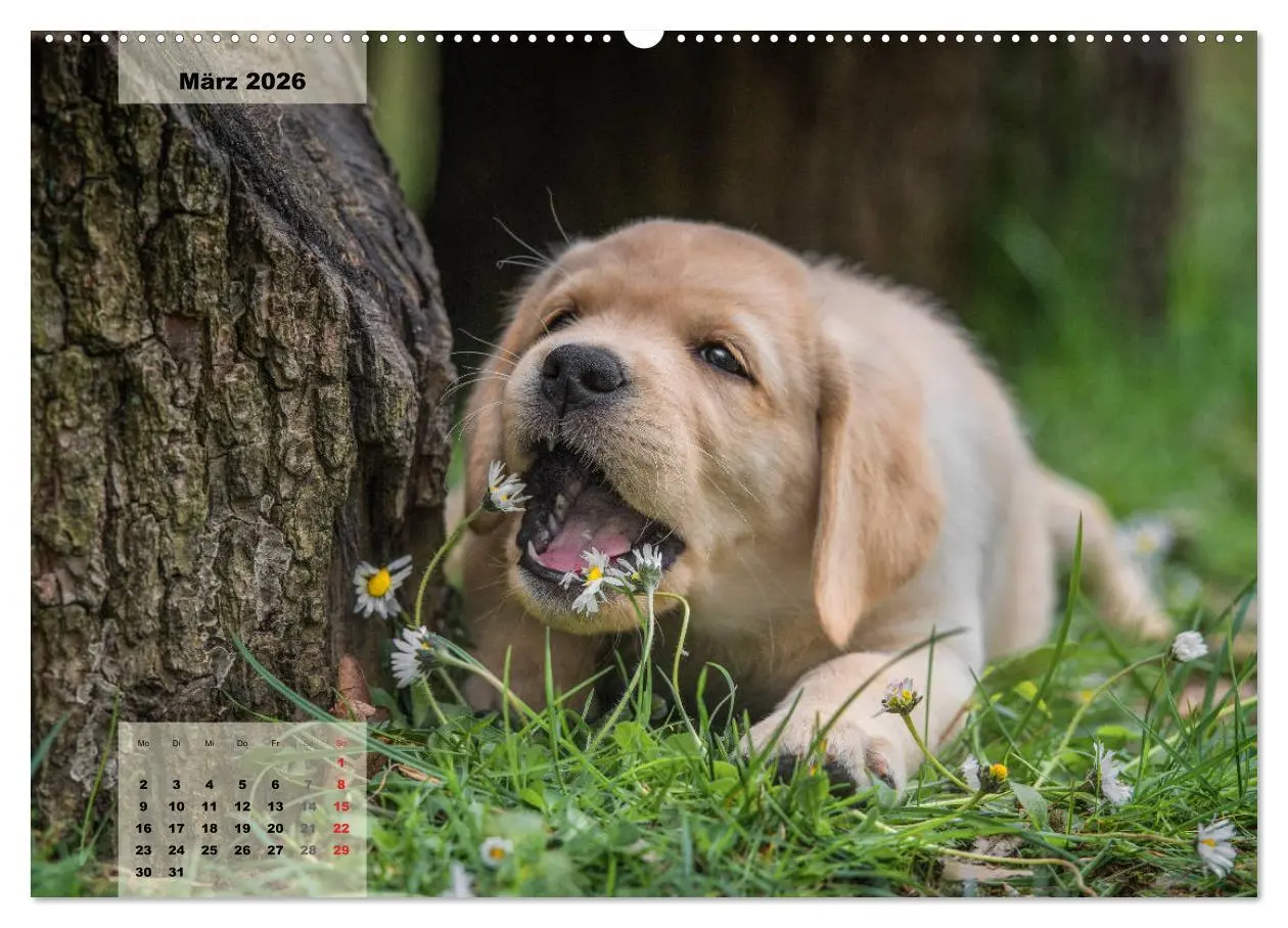 Bild: 9783516188516 | Welpenspaß (Wandkalender 2026 DIN A2 quer), CALVENDO Monatskalender