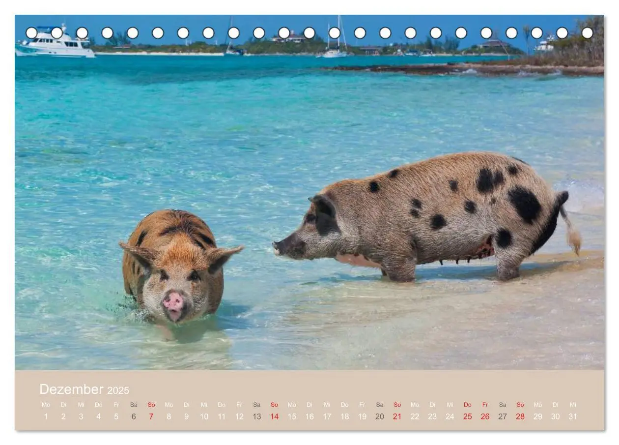 Bild: 9783435738816 | Schwimmende Schweine auf den Bahamas! (Tischkalender 2025 DIN A5...