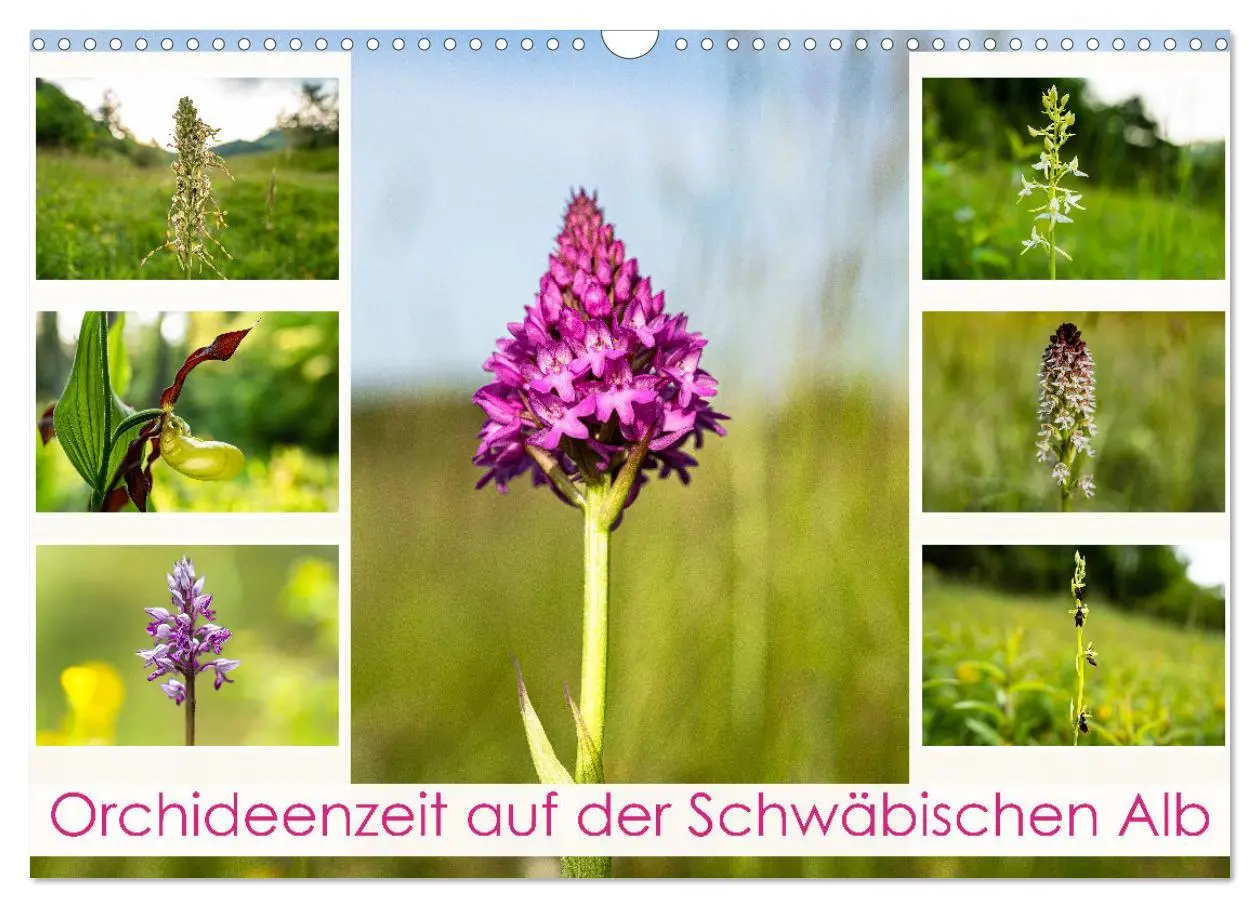 Cover: 9783457518816 | Orchideenzeit auf der Schwäbischen Alb (Wandkalender 2026 DIN A3...