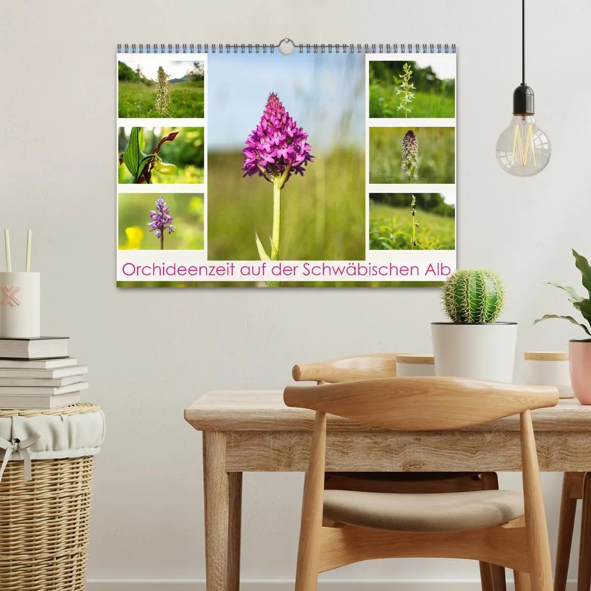 Bild: 9783457518816 | Orchideenzeit auf der Schwäbischen Alb (Wandkalender 2026 DIN A3...