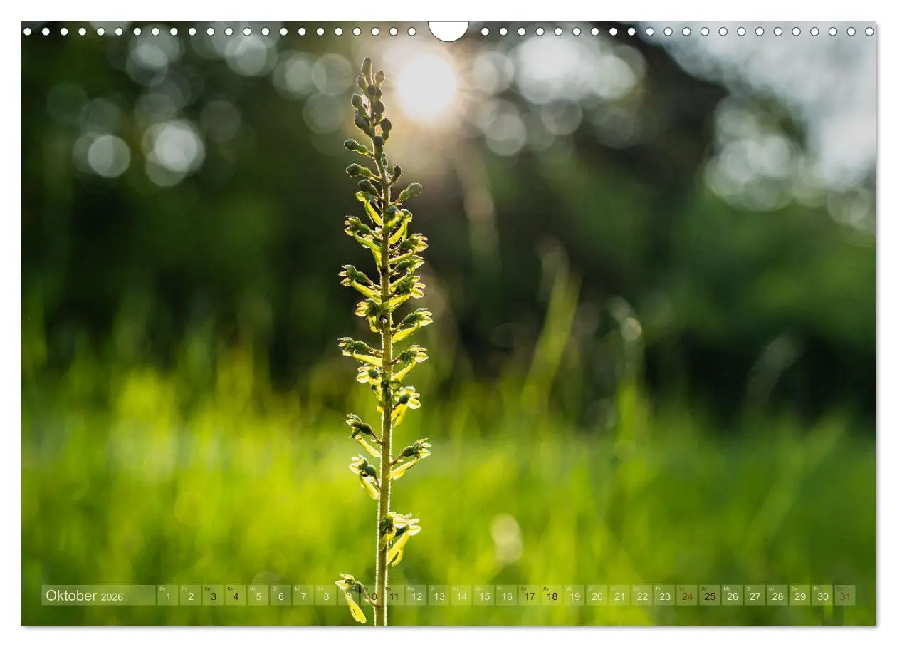 Bild: 9783457518816 | Orchideenzeit auf der Schwäbischen Alb (Wandkalender 2026 DIN A3...