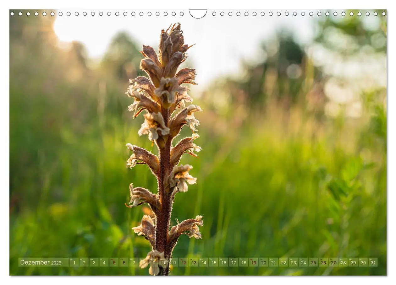 Bild: 9783457518816 | Orchideenzeit auf der Schwäbischen Alb (Wandkalender 2026 DIN A3...