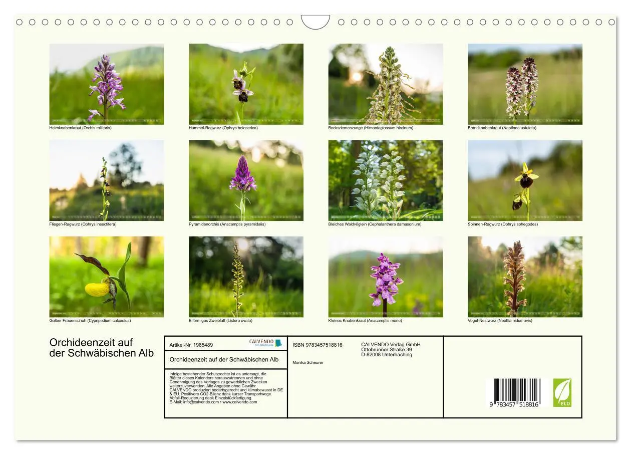 Bild: 9783457518816 | Orchideenzeit auf der Schwäbischen Alb (Wandkalender 2026 DIN A3...