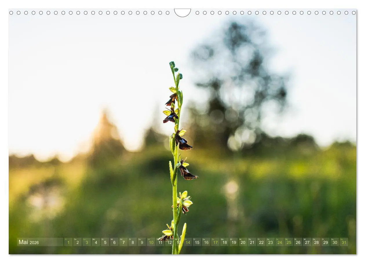 Bild: 9783457518816 | Orchideenzeit auf der Schwäbischen Alb (Wandkalender 2026 DIN A3...