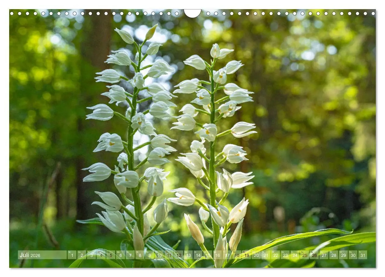 Bild: 9783457518816 | Orchideenzeit auf der Schwäbischen Alb (Wandkalender 2026 DIN A3...