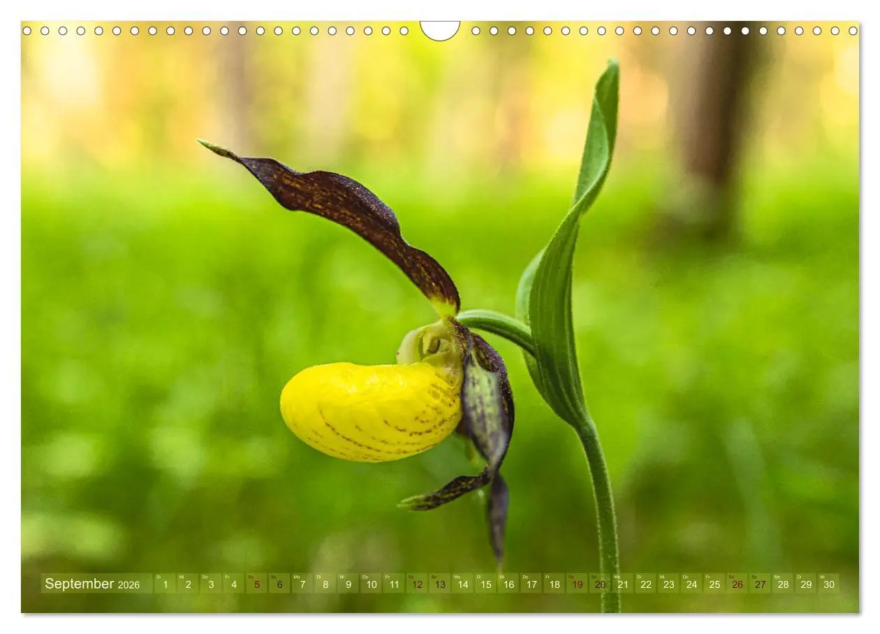 Bild: 9783457518816 | Orchideenzeit auf der Schwäbischen Alb (Wandkalender 2026 DIN A3...