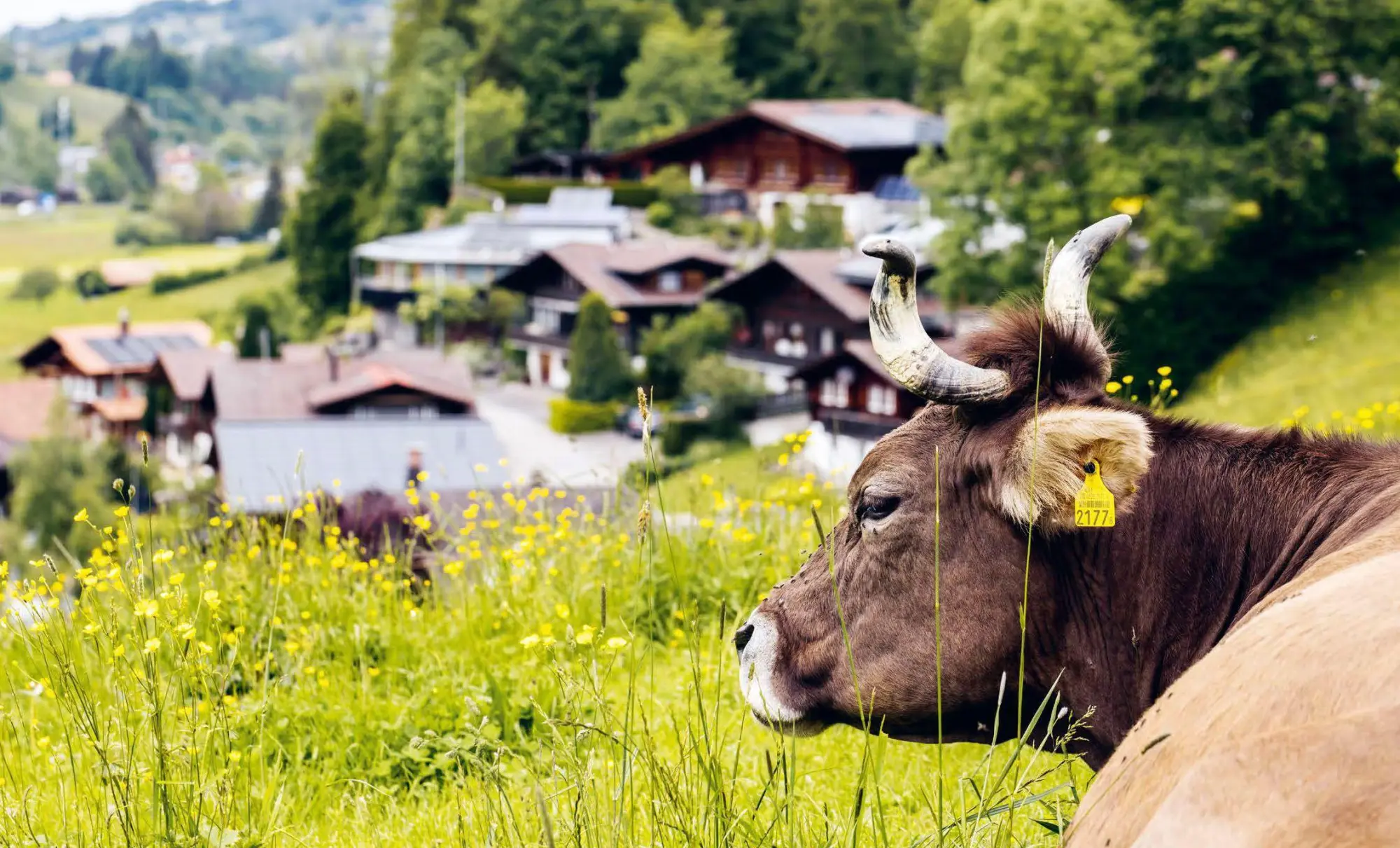 Bild: 9783716518816 | Chüe, Härdöpfel &amp; Heugümper | Schweizer Landwirtschaft 4.0. | Haas